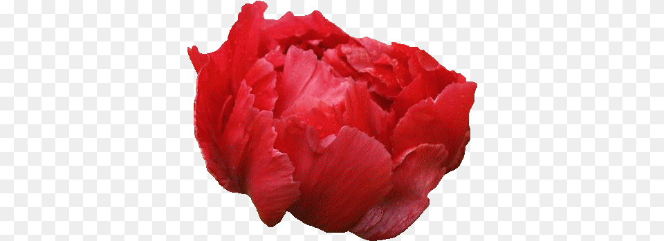 Common Peony, Carnation, Flower, Plant, Petal Png