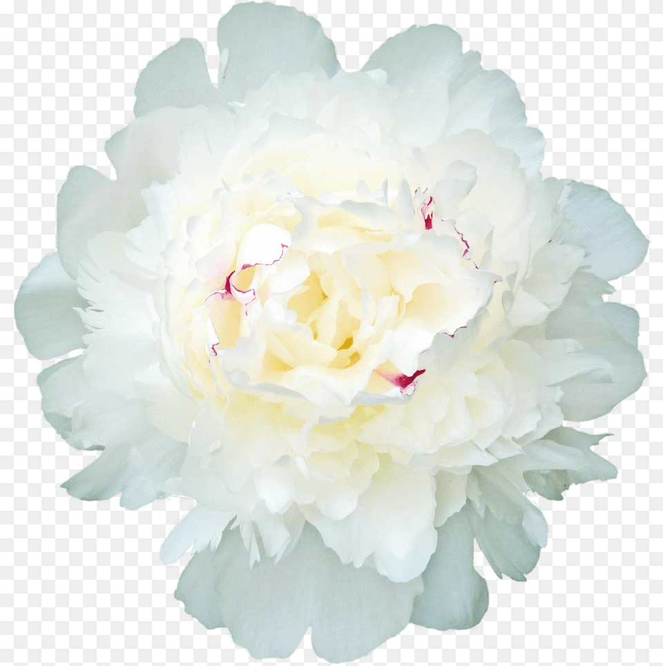 Common Peony, Carnation, Flower, Plant, Rose Free Png