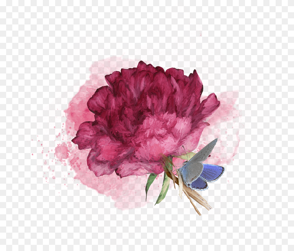 Common Peony, Flower, Plant, Carnation, Rose Png Image