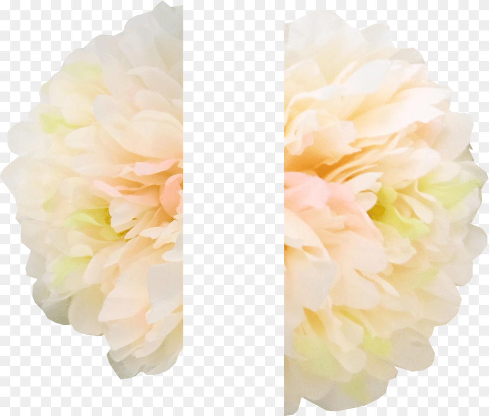 Common Peony, Flower, Petal, Plant, Rose Png