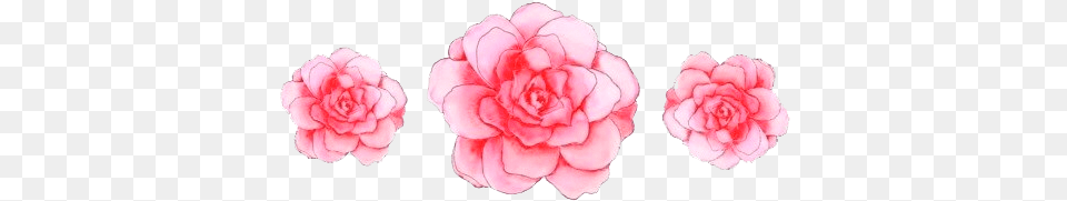 Common Peony, Carnation, Flower, Plant, Petal Png Image