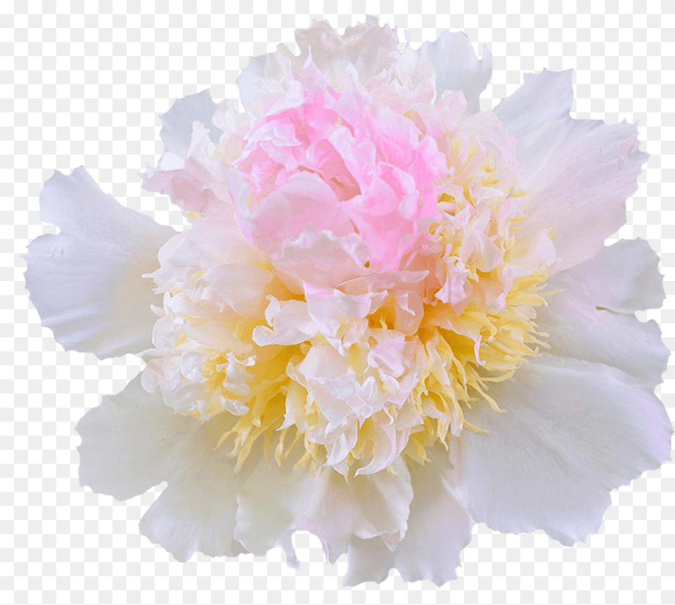 Common Peony, Flower, Plant, Carnation Free Transparent Png