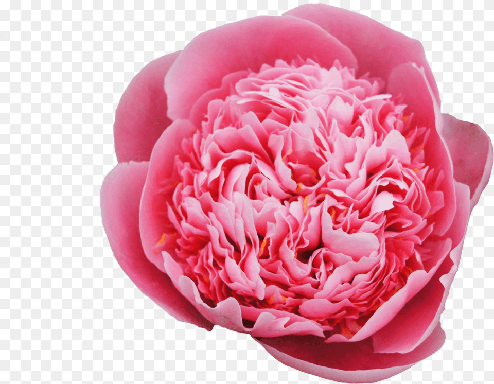 Common Peony, Flower, Plant, Rose, Carnation Png