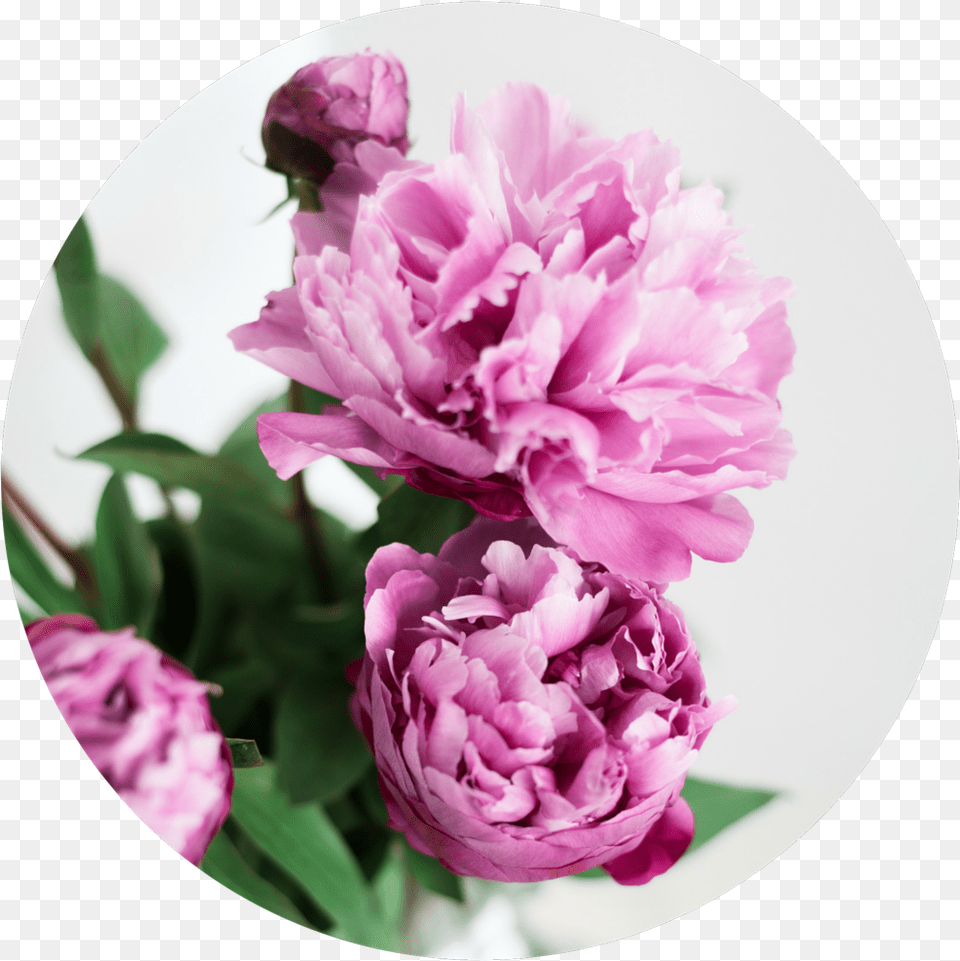 Common Peony, Carnation, Flower, Plant, Rose Free Png