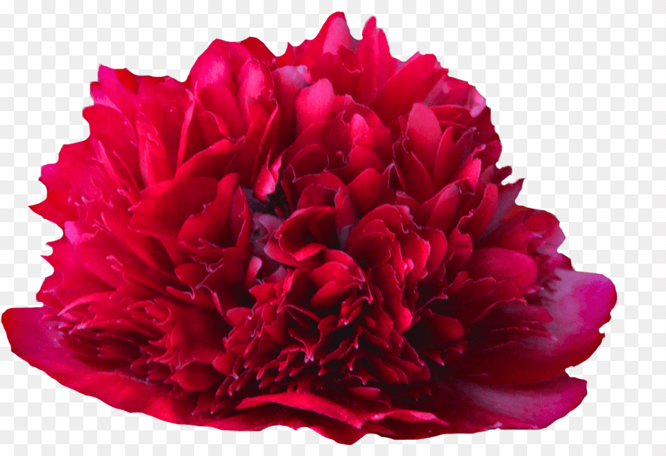 Common Peony, Carnation, Flower, Plant, Rose Free Png Download