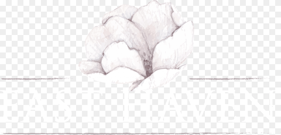 Common Peony, Flower, Petal, Plant, Rose Free Png