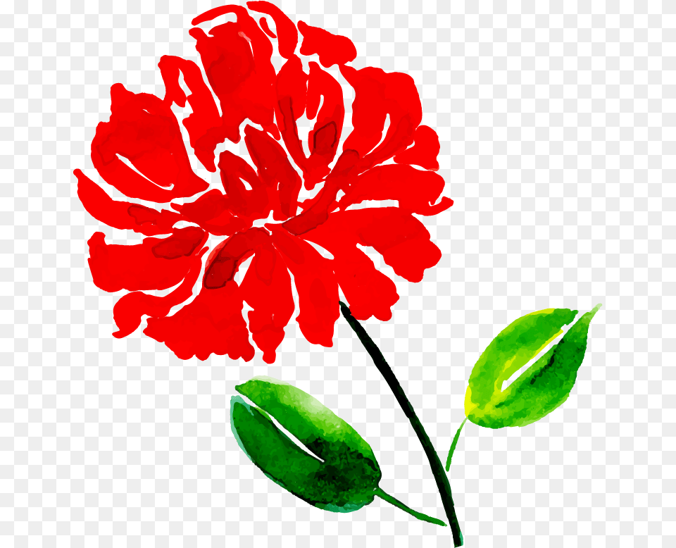 Common Peony, Carnation, Flower, Plant, Leaf Png Image