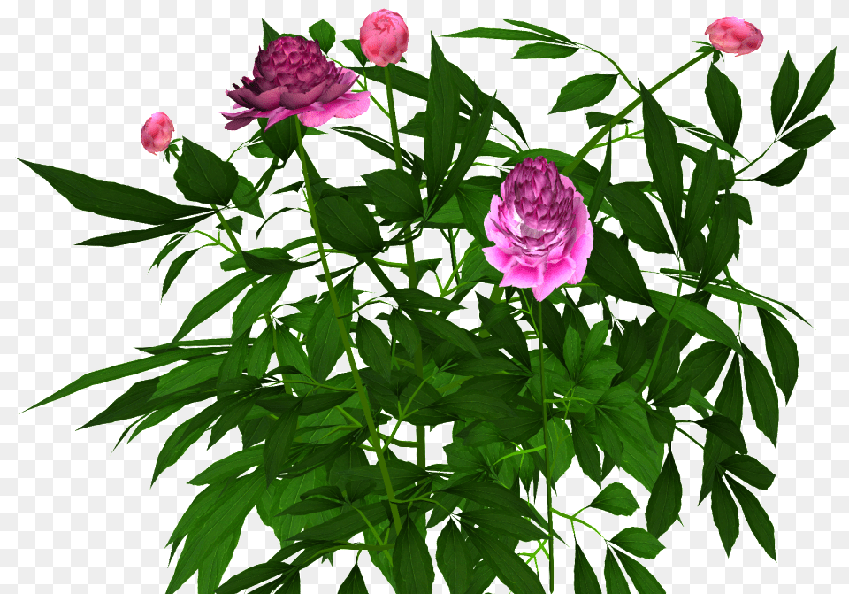 Common Peony, Flower, Plant, Rose, Geranium Png Image