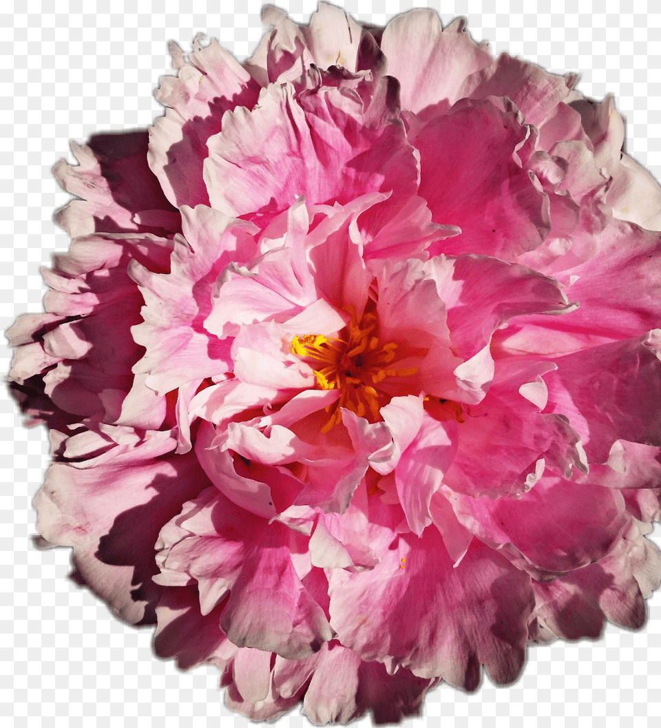 Common Peony, Carnation, Flower, Plant, Geranium Free Png Download