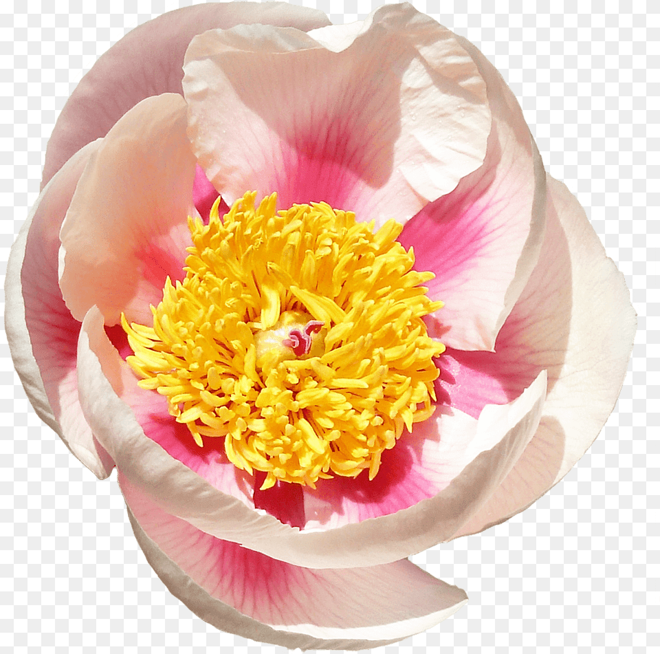 Common Peony, Flower, Plant, Pollen, Rose Free Png Download