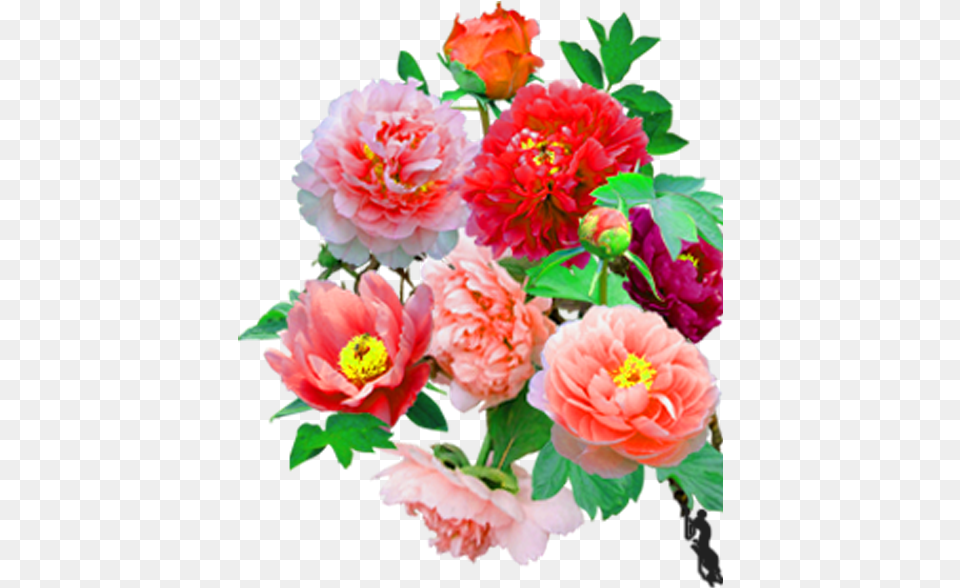 Common Peony, Flower, Plant, Dahlia, Flower Arrangement Png Image