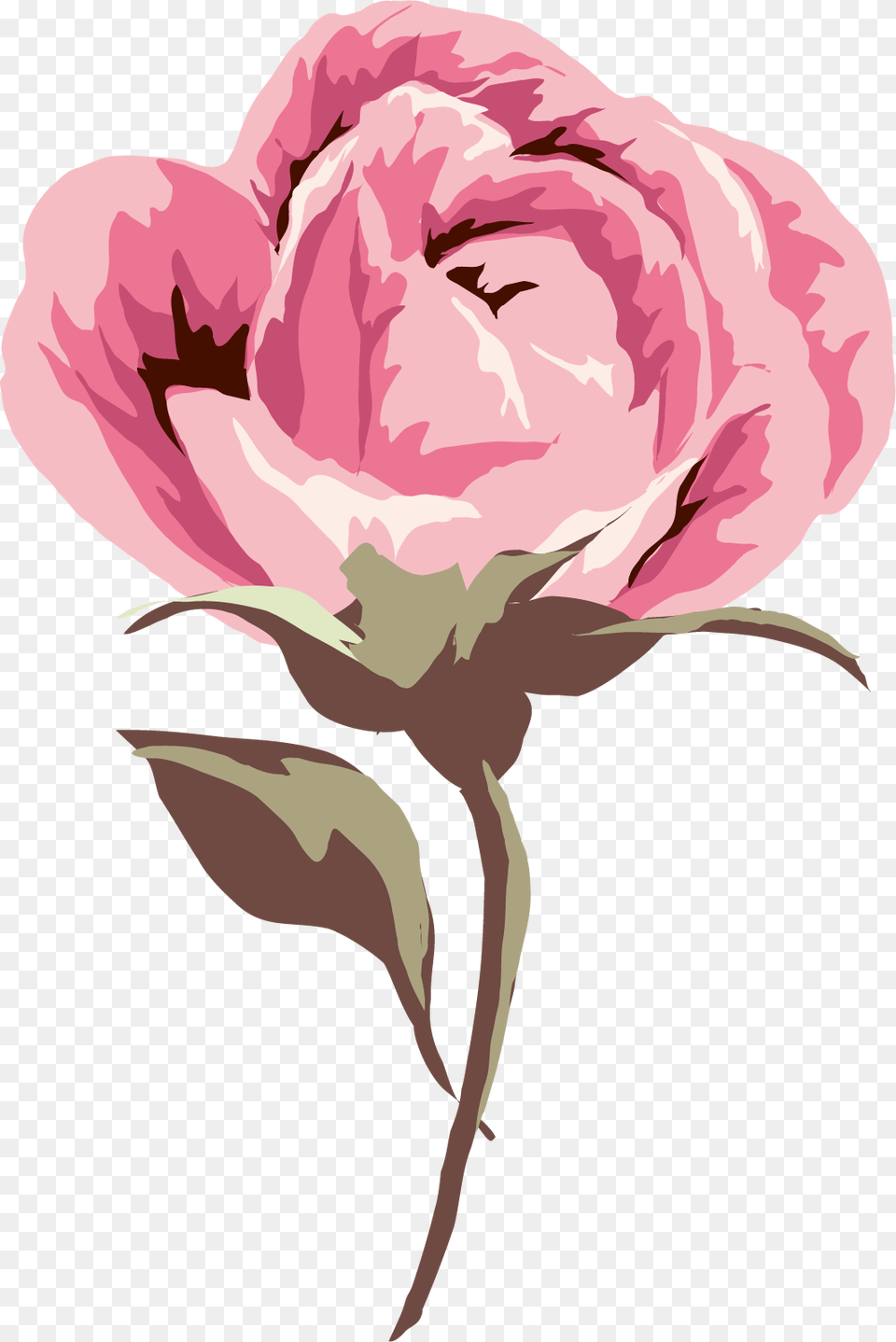 Common Peony, Carnation, Flower, Plant, Rose Png Image