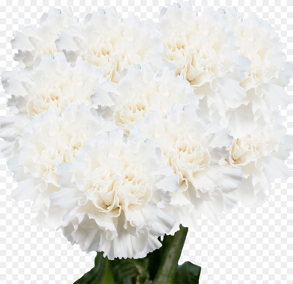 Common Peony, Carnation, Flower, Plant Png Image