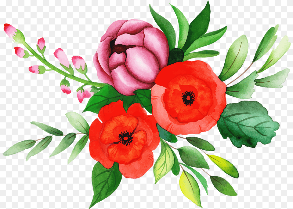Common Peony, Art, Floral Design, Flower, Graphics Free Png Download