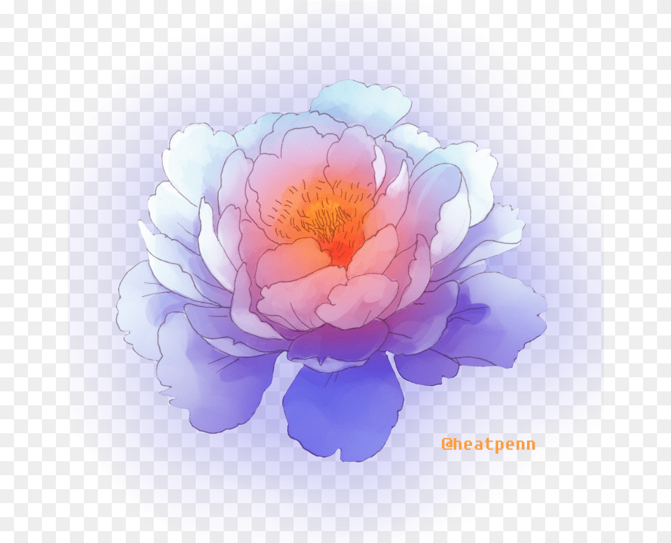 Common Peony Download Common Peony, Flower, Plant, Anemone, Petal Png