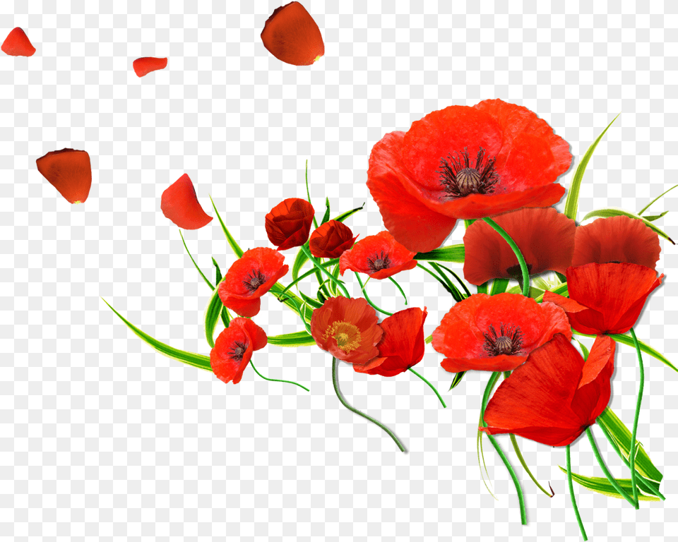 Common Poppy Flower Petal Desktop Wallpaper Transparent Background Poppy, Plant, Flower Arrangement, Flower Bouquet Free Png