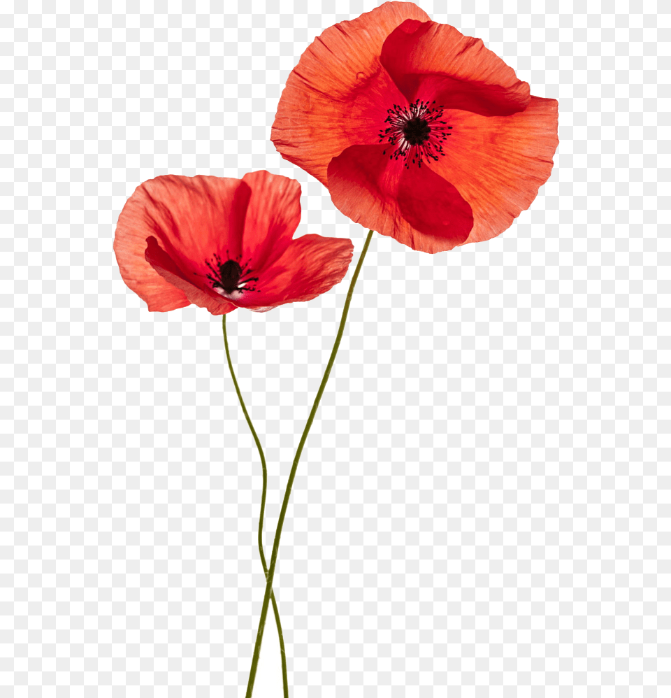 Common Poppy Flower Stock Photography Remembrance Poppy Transparent Background Poppy Flowers, Plant, Anther, Rose, Geranium Free Png Download