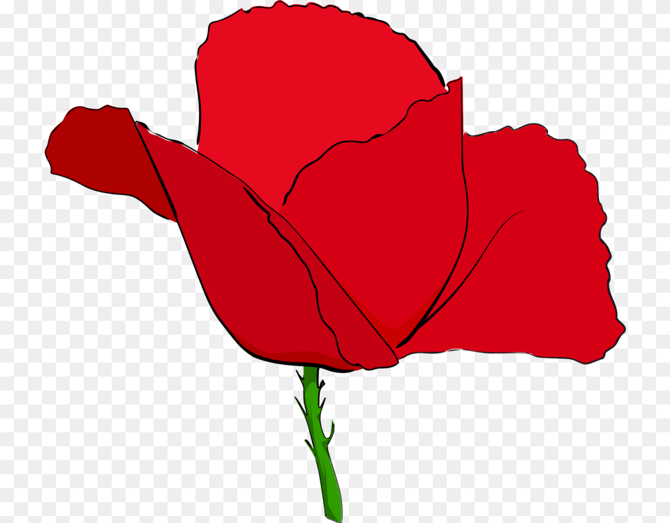 Common Poppy Remembrance Poppy Flower Red, Plant, Rose, Petal, Person Free Png Download