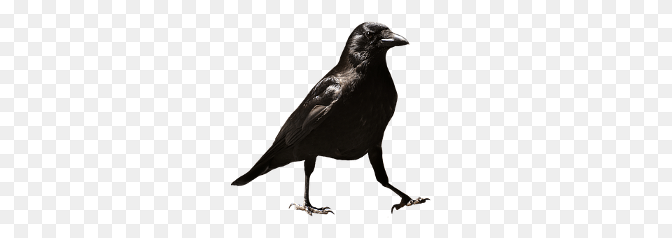 Common Raven Animal, Bird, Blackbird, Crow Png