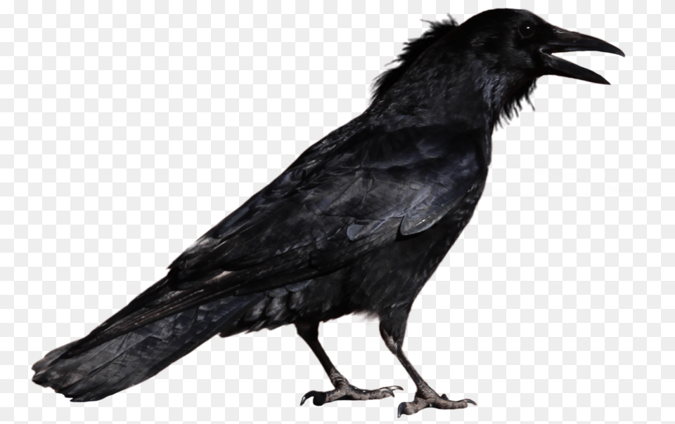 Common Raven Background Crow, Animal, Bird, Blackbird Png