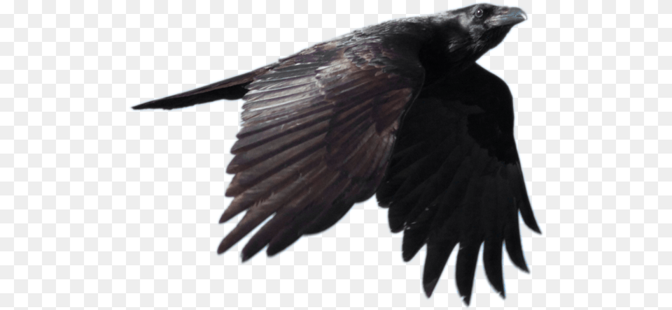 Common Raven Background Image, Animal, Bird, Crow, Blackbird Free Png