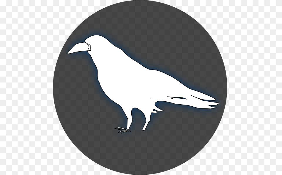Common Raven Baltimore Ravens Drawing Clip Art White Ravens Transparent Background, Person, Animal, Bird Free Png