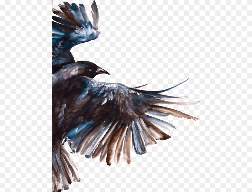 Common Raven Bird Painting Watercolour Crow Painting, Animal, Flying, Blackbird, Vulture Free Png