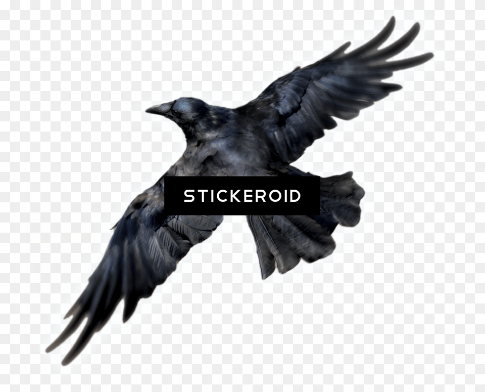 Common Raven Birds Raven Bird, Animal, Crow, Blackbird Free Png Download