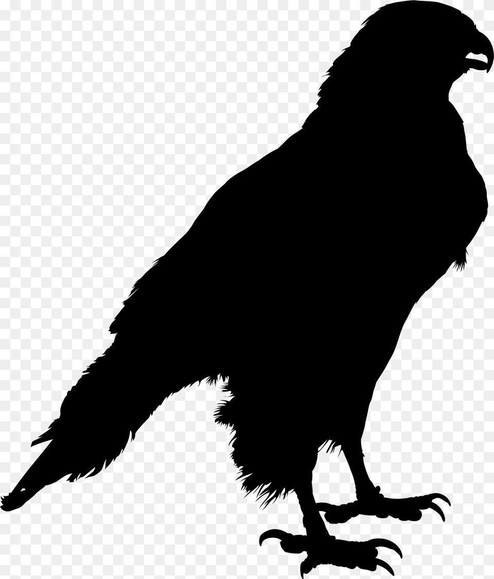 Common Raven Clip Art Silhouette Crow Drawing Silhouette Of A Raven, Gray Free Png