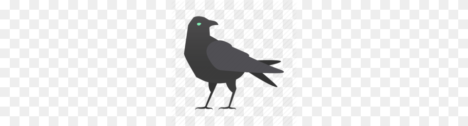 Common Raven Clipart, Animal, Bird, Aircraft, Airplane Png