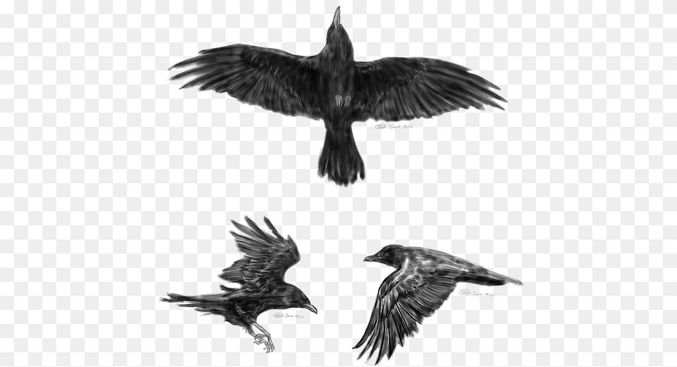 Common Raven Flight Tattoo Idea Little Crow Crow Tattoo Designs, Animal, Bird, Flying, Blackbird Free Transparent Png
