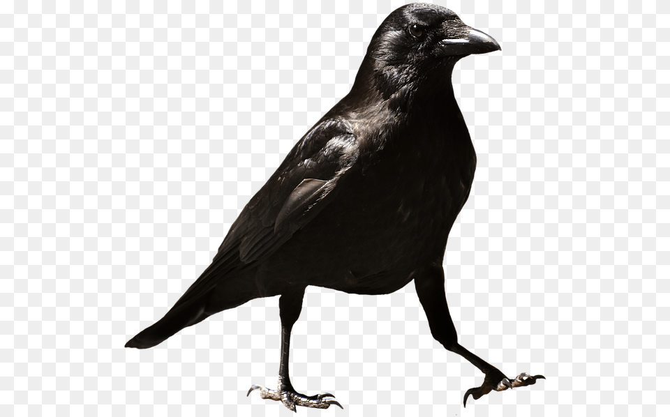 Common Raven Hd Raven, Animal, Bird, Blackbird, Crow Free Png Download