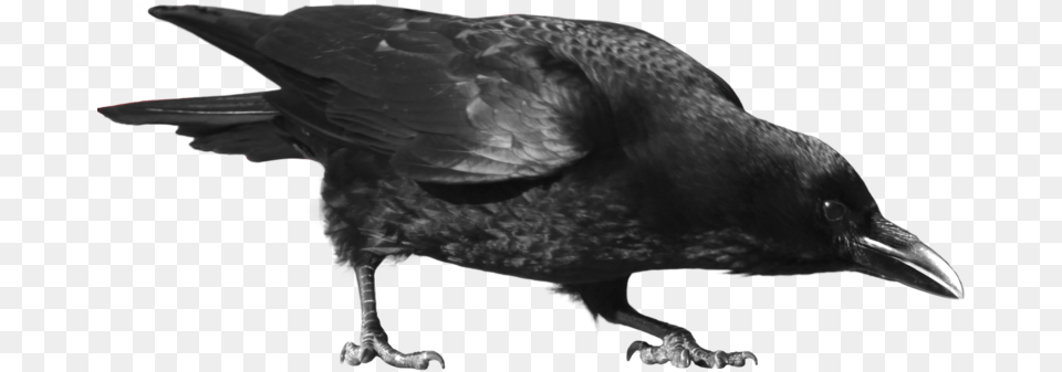 Common Raven Picture Crow, Animal, Bird, Blackbird Png Image