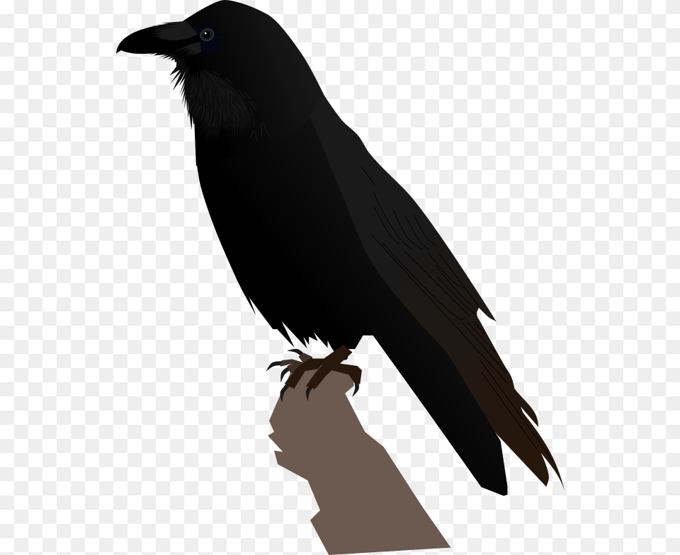 Common Raven Portable Network Graphics, Animal, Bird, Blackbird Free Png