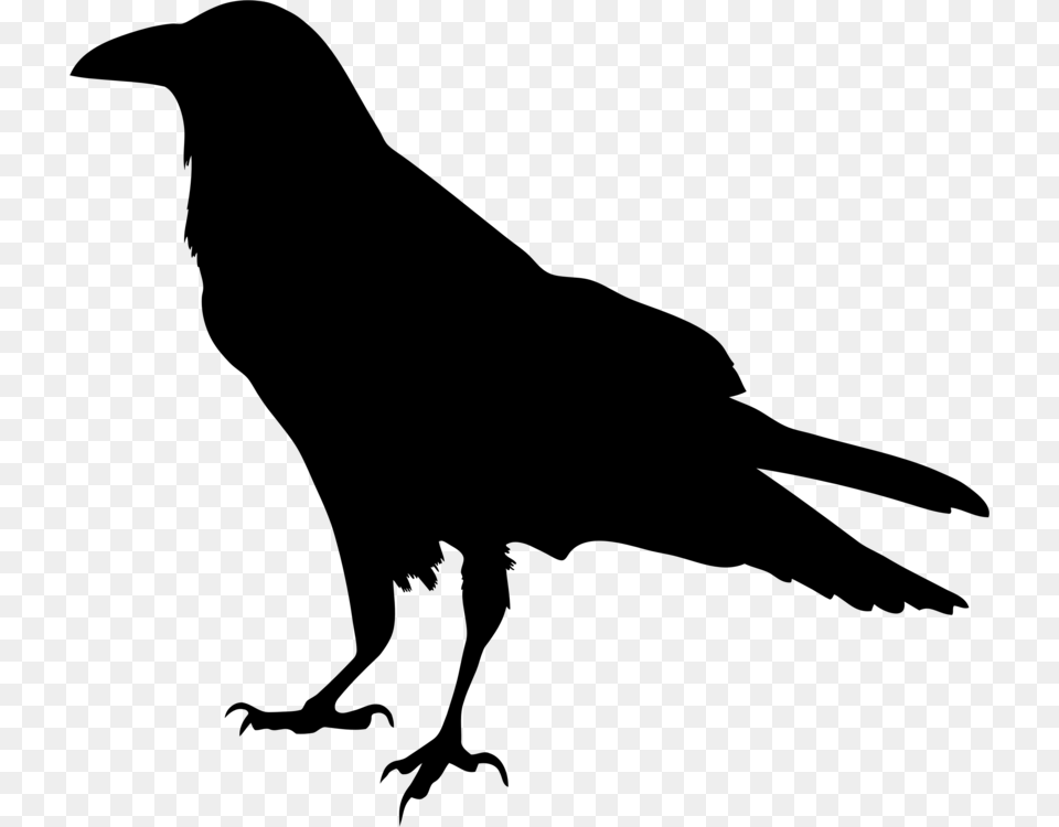 Common Raven Silhouette Drawing Crow Family, Gray Png