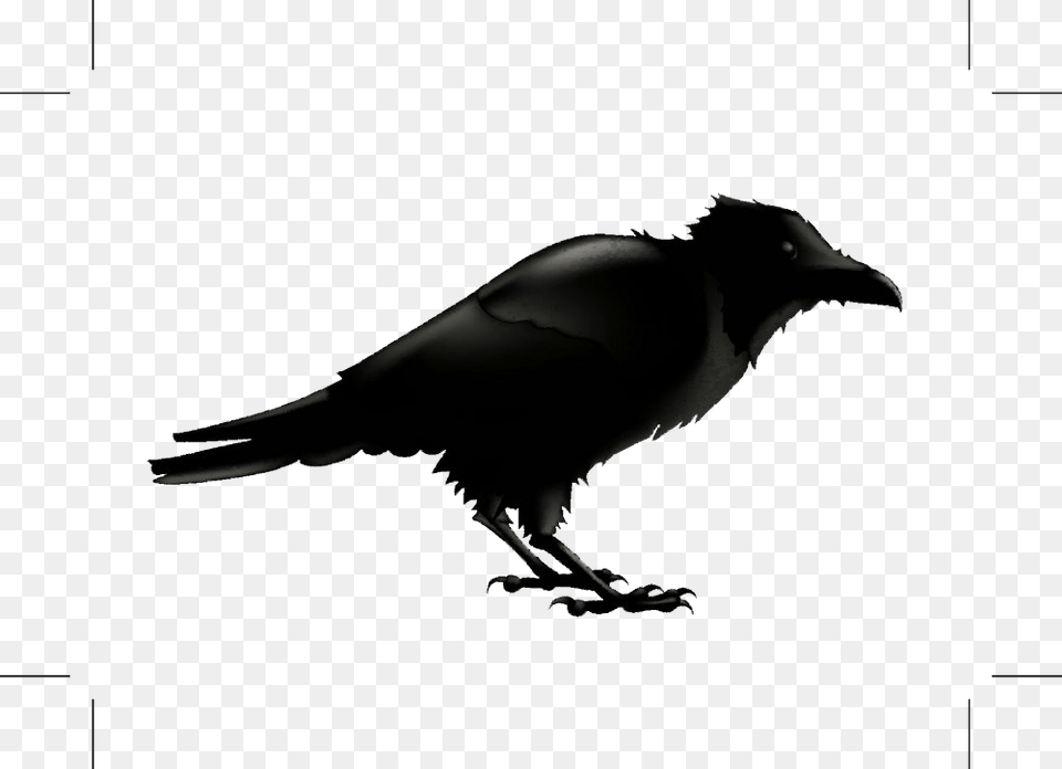 Common Raven Silhouette Stock Photography Illustration Cartoon Raven, Animal, Bird, Crow, Blackbird Free Png