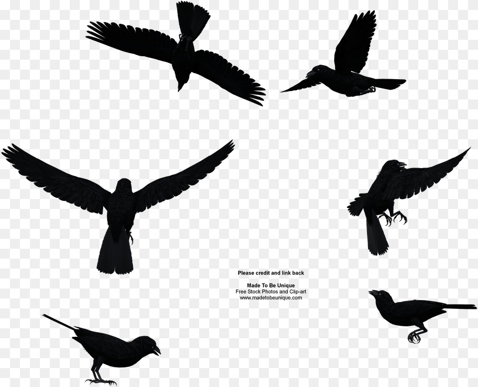 Common Raven Stock Image Bird Flying From Above, Animal, Silhouette Png