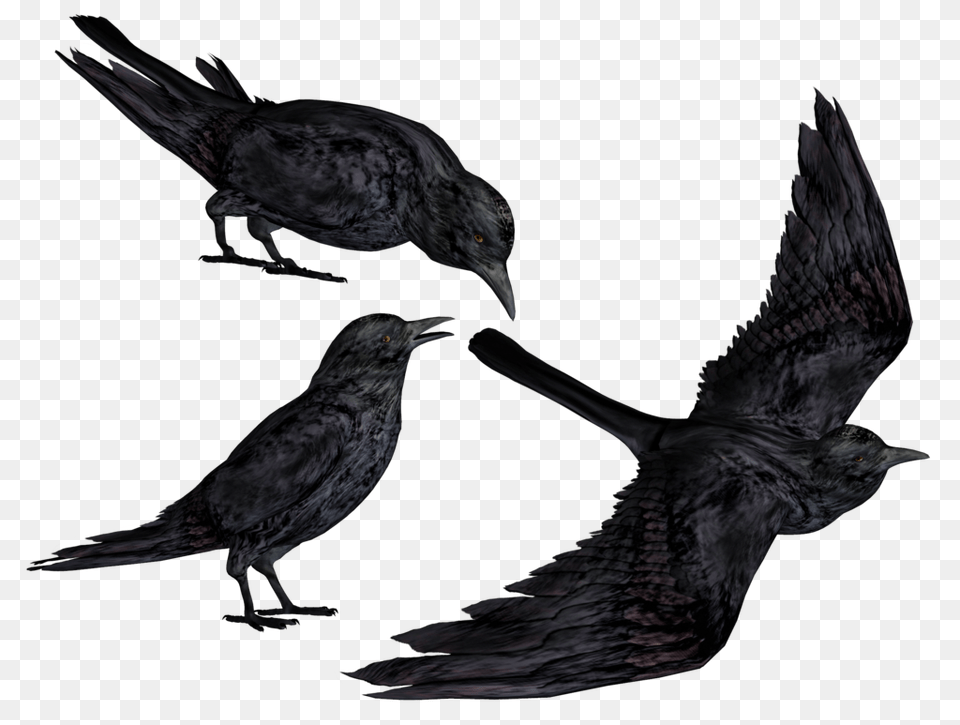 Common Raven Transparent Hd Photo, Animal, Bird, Blackbird Png Image