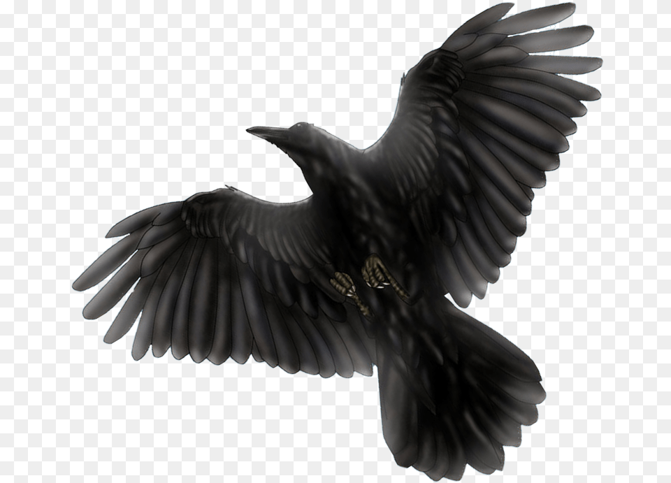 Common Raven Transparent Image Mart Transparent Black Bird, Animal, Blackbird, Crow Png