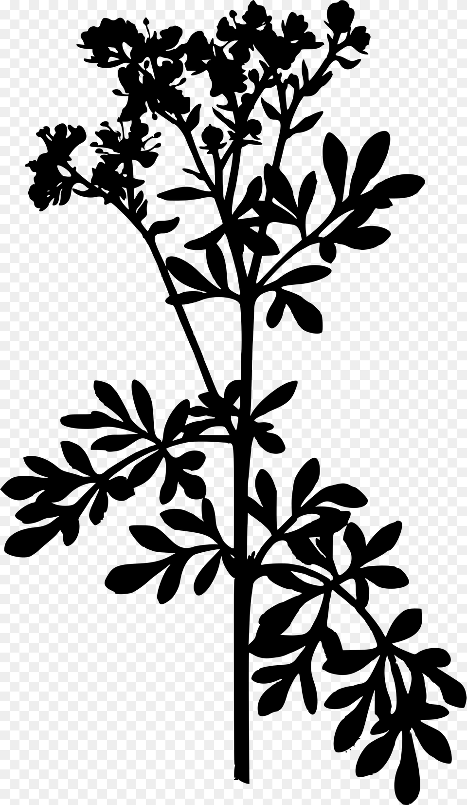 Common Rue Big Image Ruta Graveolens, Gray Free Transparent Png