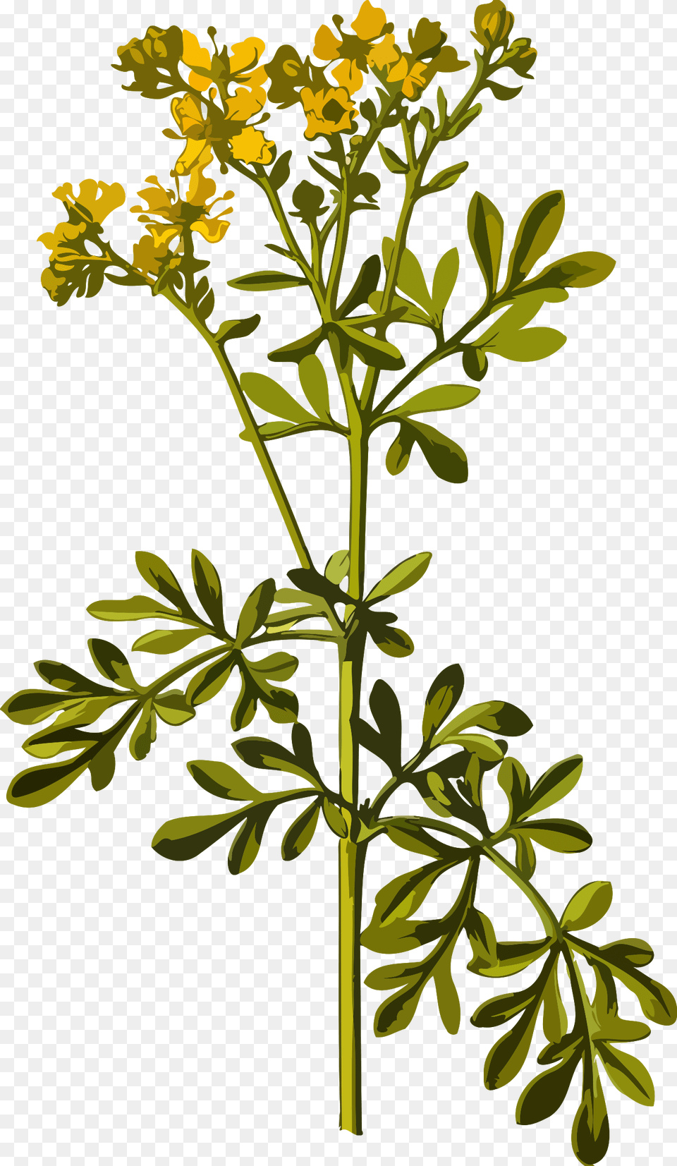 Common Rue By Firkin From A Drawing In 39medizinal Pflanzen39 Rue Herb, Flower, Plant, Apiaceae, Leaf Png