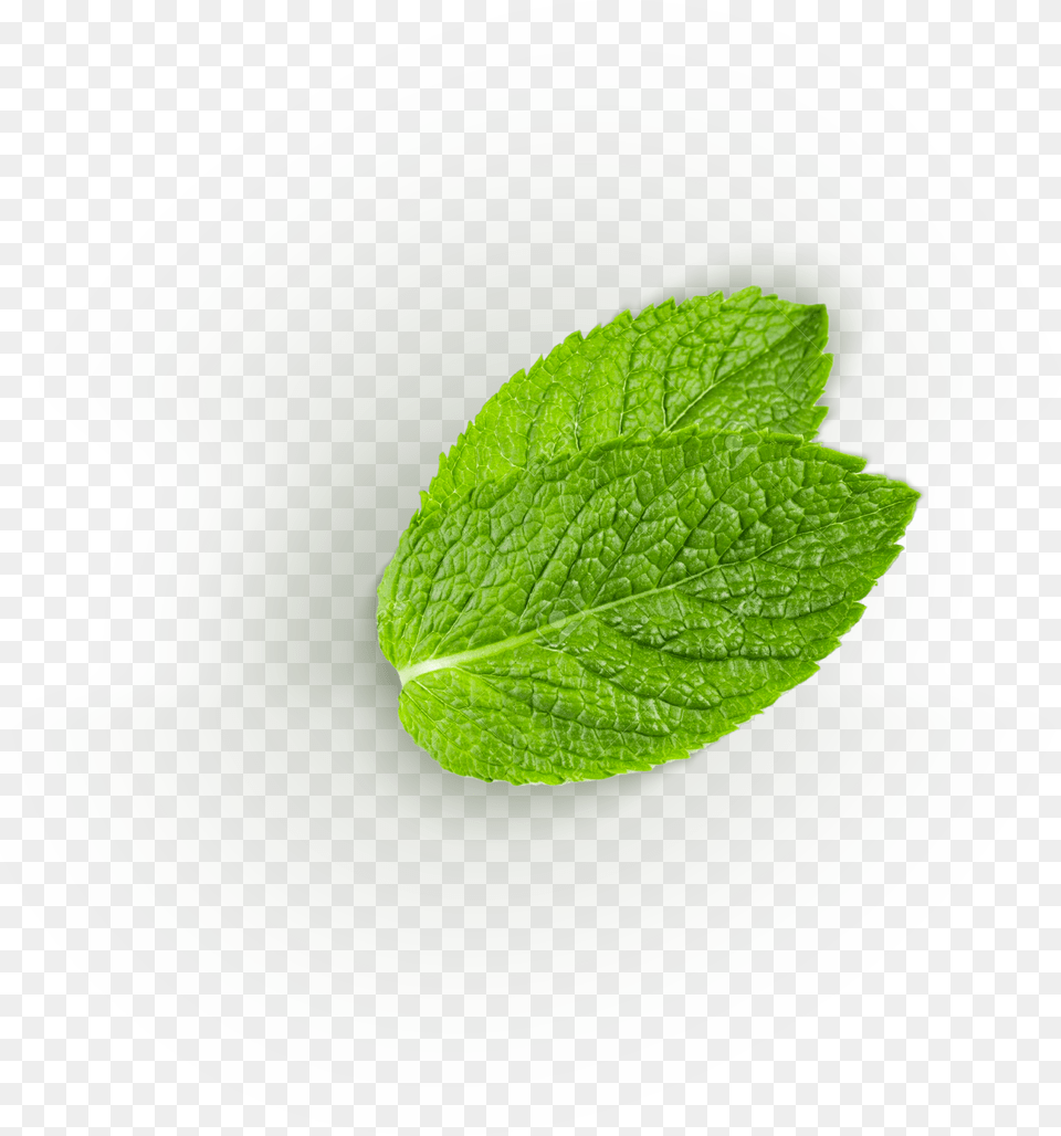Common Sage, Green, Herbs, Leaf, Mint Png