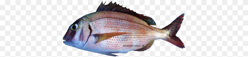 Common Seabream Red Porgy, Animal, Fish, Sea Life Png Image