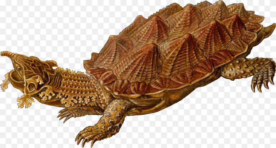Common Snapping Turtle Reptile Mata Mata Archelon, Animal, Sea Life, Tortoise, Lizard Free Png