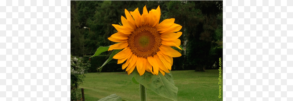Common Sunflower, Flower, Plant Free Transparent Png