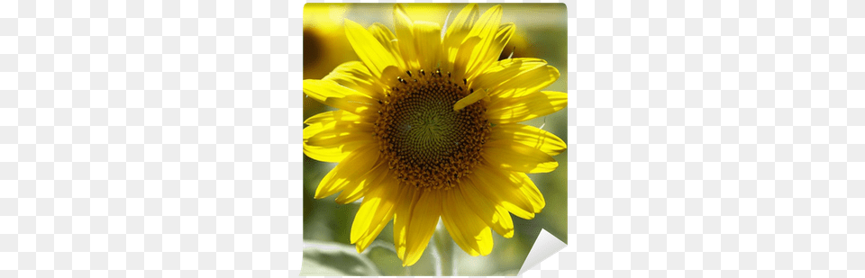 Common Sunflower, Flower, Plant Png