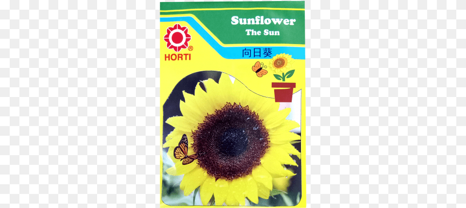 Common Sunflower, Flower, Plant, Petal Png Image