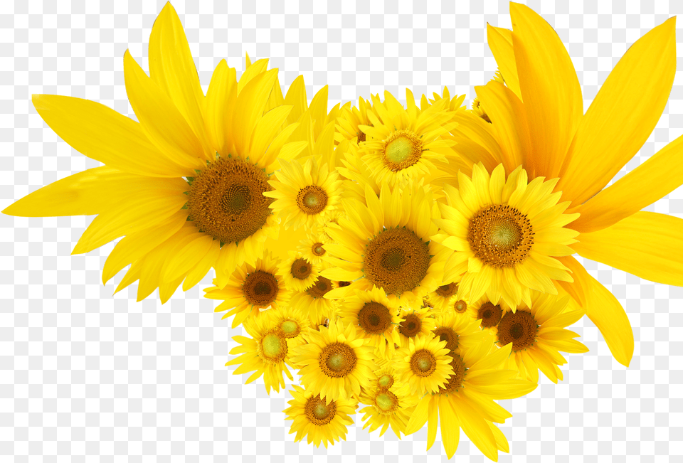 Common Sunflower, Flower, Plant, Daisy Png Image