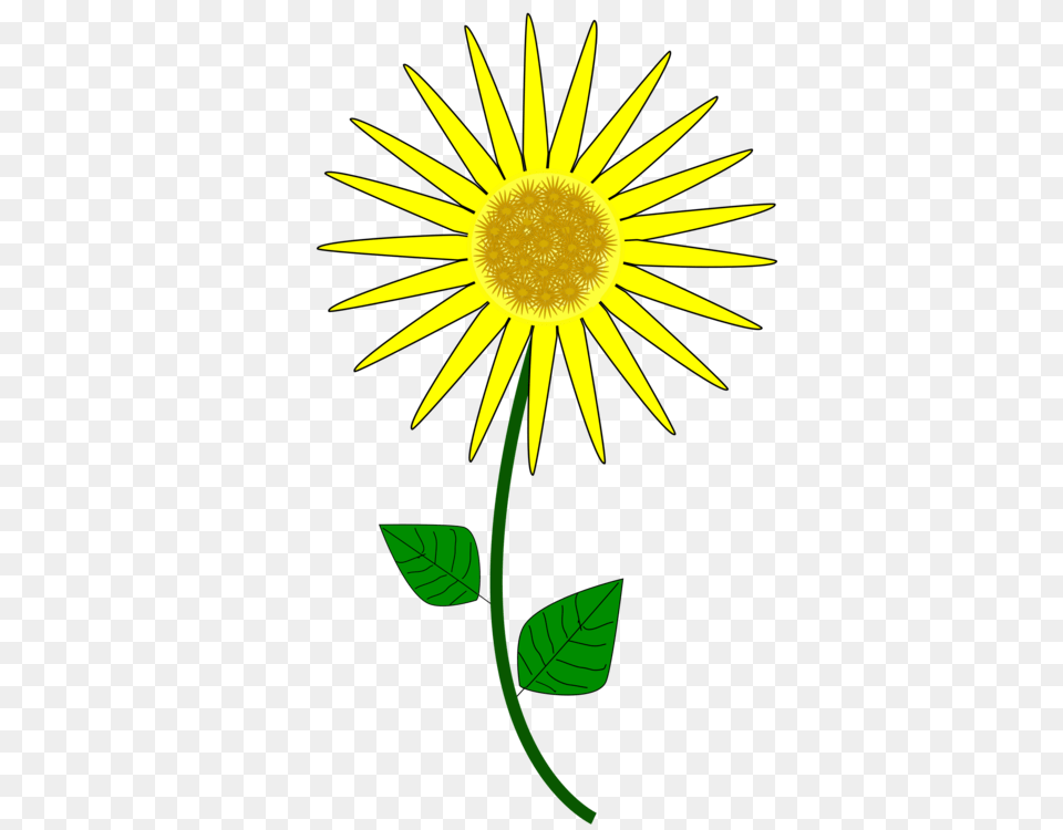 Common Sunflower Cartoon Animation Drawing, Daisy, Flower, Plant Png Image
