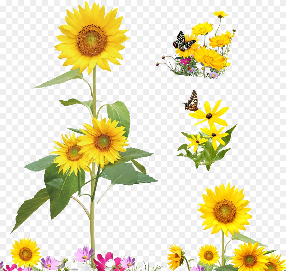 Common Sunflower Cartoon Illustration Sunflower Plant Cartoon, Daisy, Flower, Petal, Flower Arrangement Png